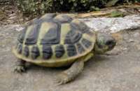 Turtle